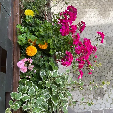 Haus Karin 아파트 *